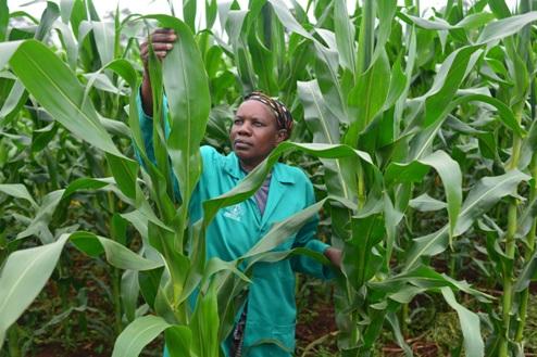 Kenya Must Lift Ban on GM Imports: Allow Commercialization of GM Crops