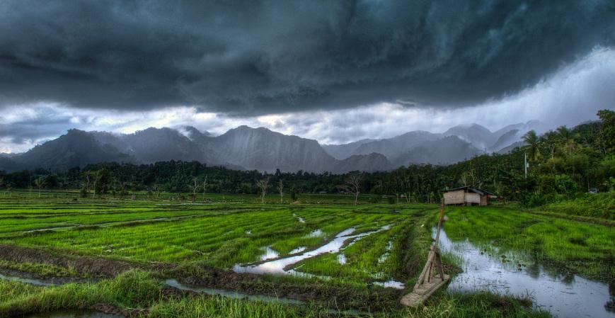 Rice Markets Disturbed by Weather Forecasts and Policy Failures