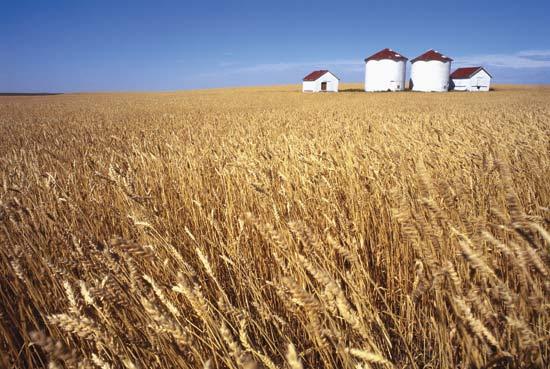 Wheat trilateral strategy: more food with less inputs