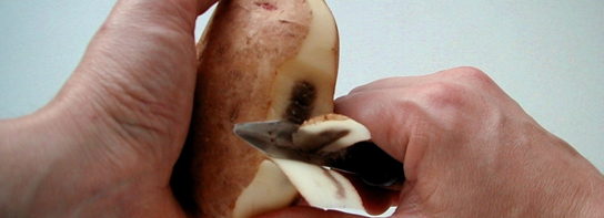 A Farm Mom Looks Forward to Innovative Potatoes That Will Cut Waste!