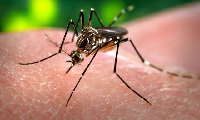 Brazil Uses Biotechnology to Take the Sting out of Dengue Fever