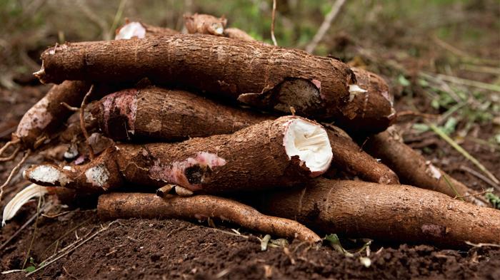 Africa’s Farmers Want to Plant the Best Crops Science Can Offer