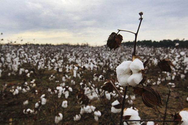 WTO ‘Brazil Cotton’ Case Finally Settled