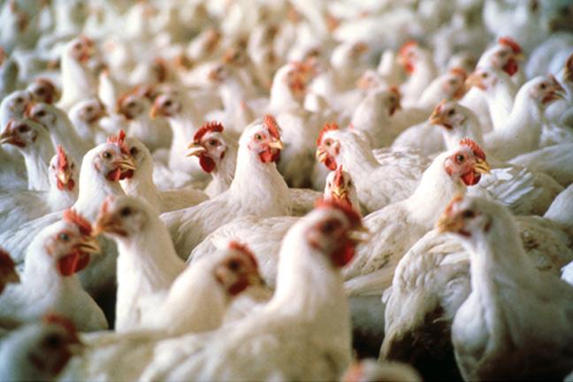 WTO Rules Against India on Poultry Import Restrictions
