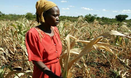 With the Right Tools, Zimbabwe Can be an Agricultural Breadbasket