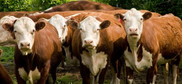 Sustainability of Conventional U.S. Beef