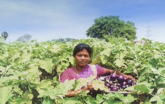 India’s Decision to Allow GM Crop Field Trials is a Turning Point for a Second Green Revolution