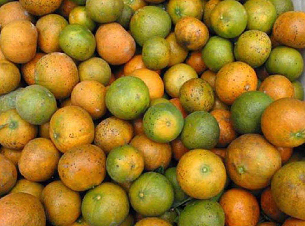 Can GMO’s Save Oranges? Use it or Lose it!