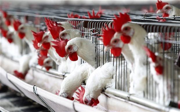 Economic Integration of the U.S. and Mexican Broiler Markets