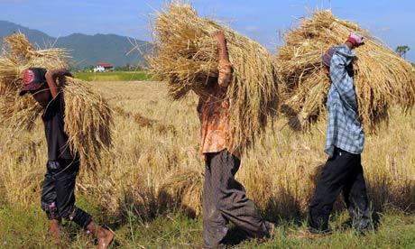 Commodity Subsidies in Developing Countries