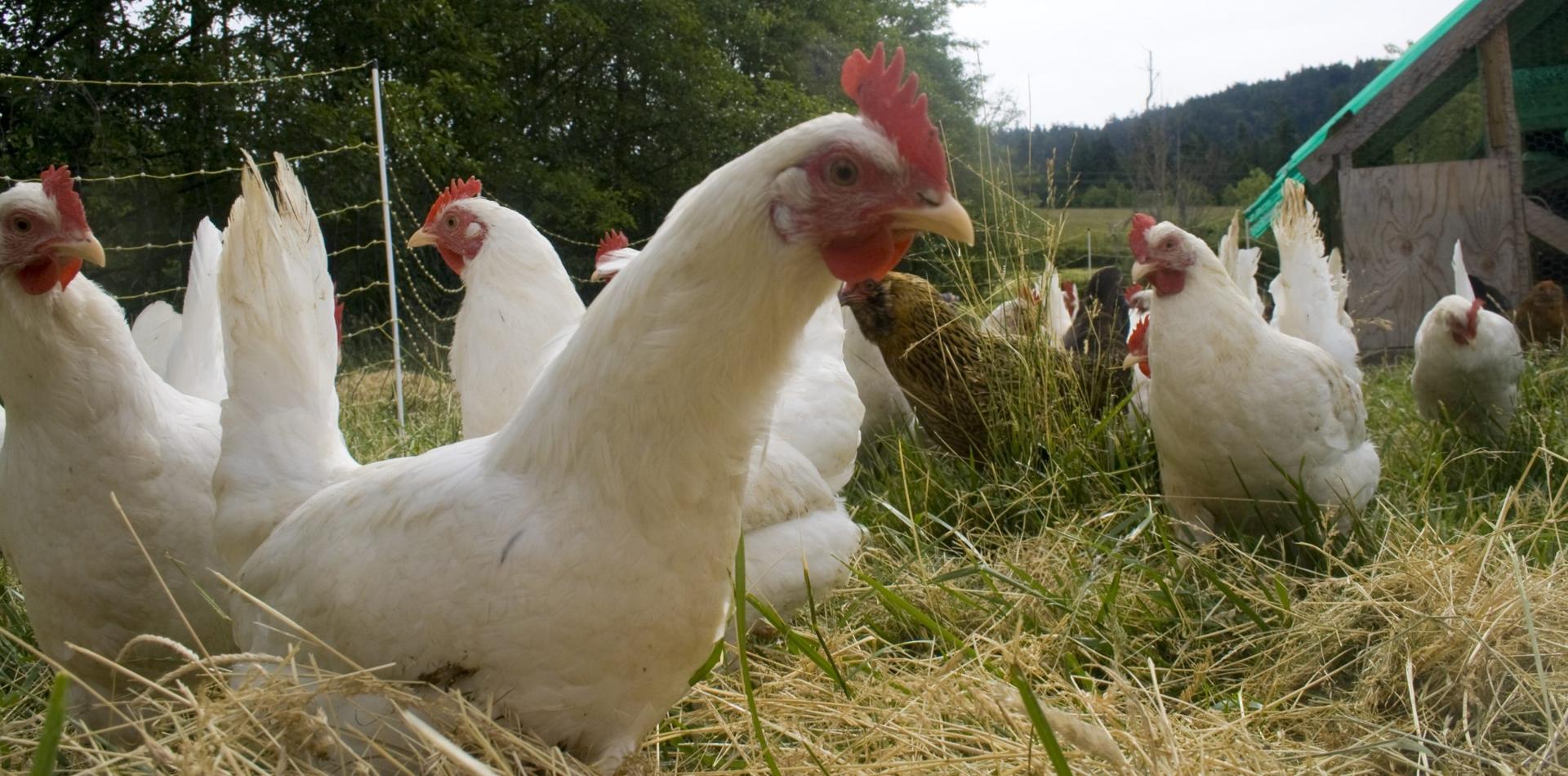 Highly Pathogenic Avian Influenza and Trade