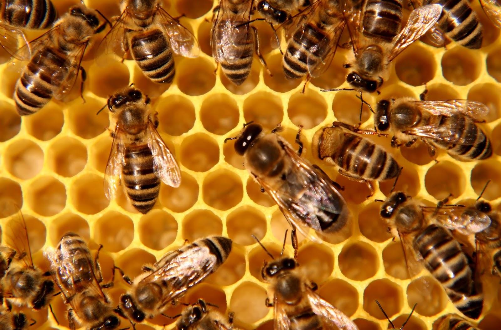 Nobody Wants to Hurt Honeybees