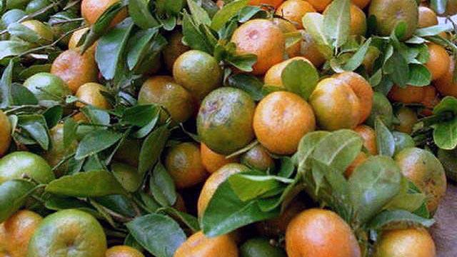 Biotech Oranges as a Potential Solution to Citrus Greening