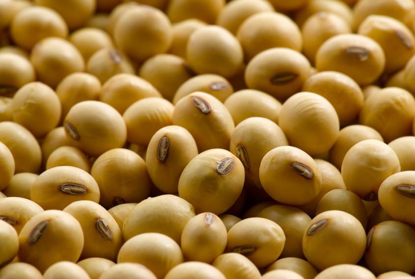 The Government of Kenya Should Allow Imports of GM Soya Beans