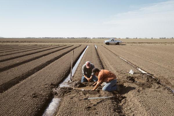 California farmers invest water to feed people