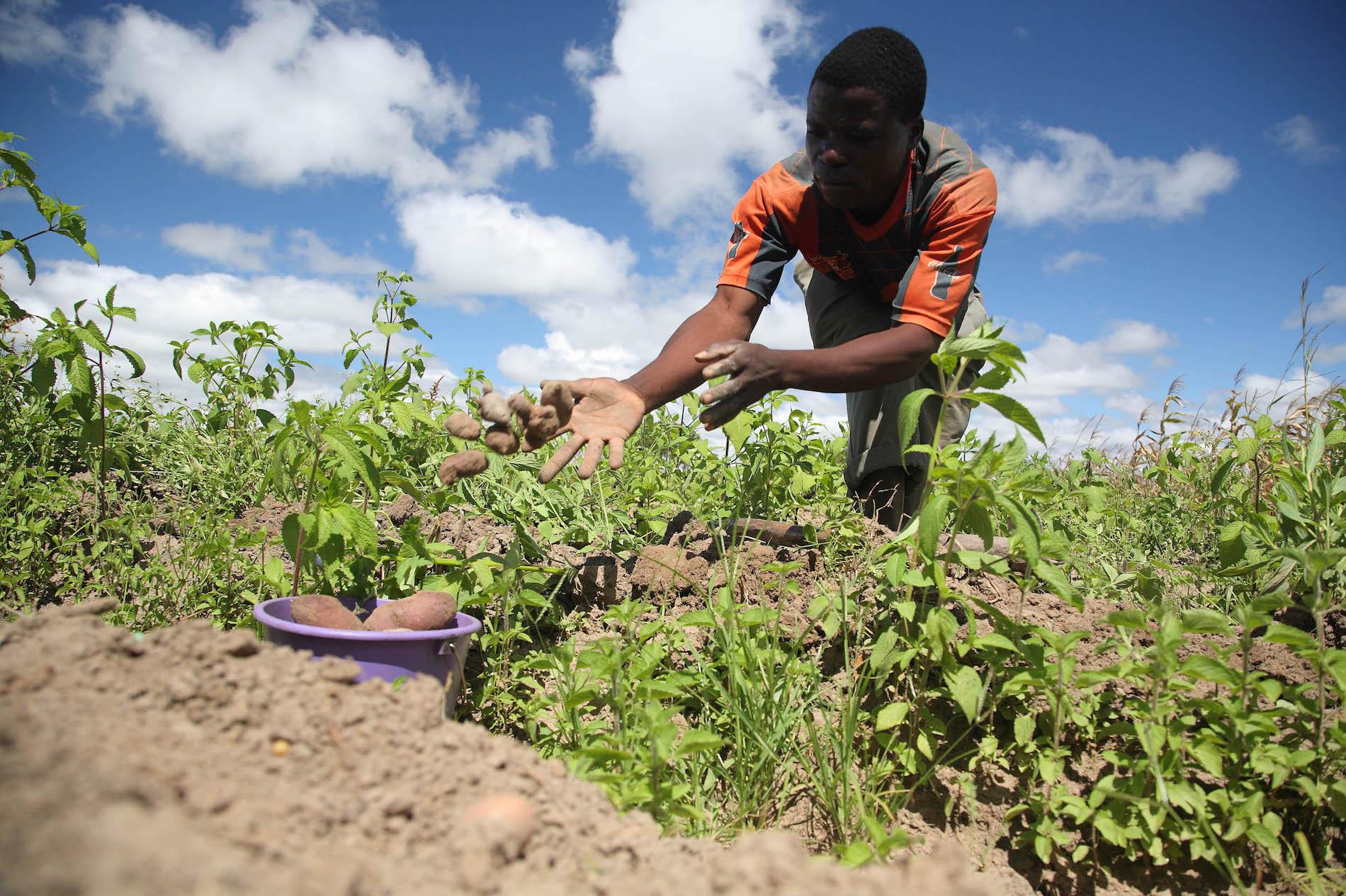 Farmers in Nigeria Can be Successful with the Right Tools