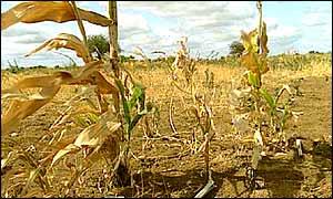 Farmer speaks up for glyphosate, Zimbabwe keeps GMO ban despite hunger, and other items of interest in the news...