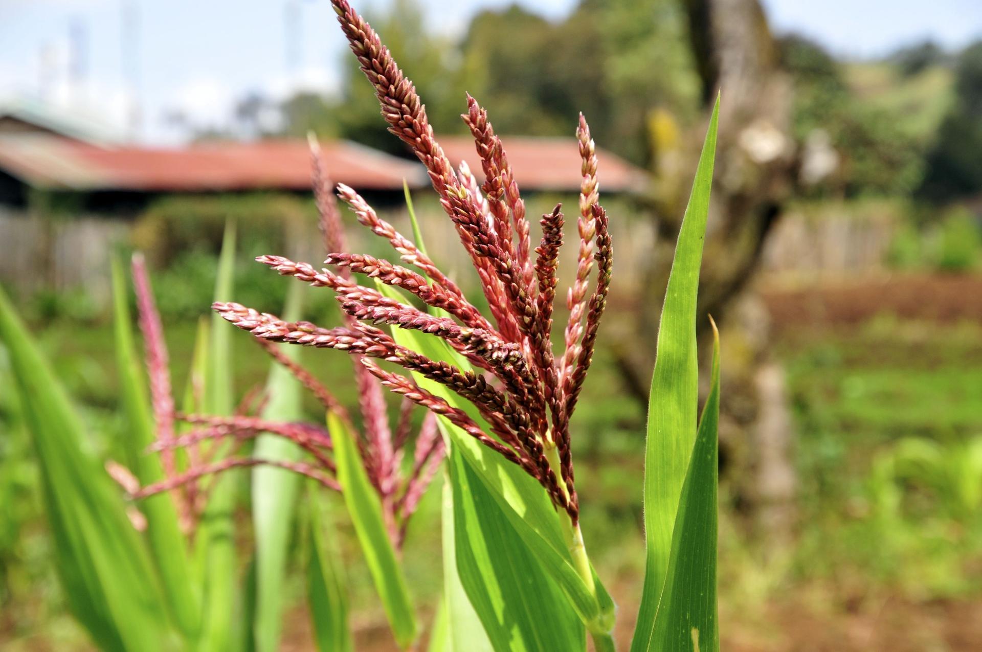 Corn field on a farm at the base of Mount Kenya