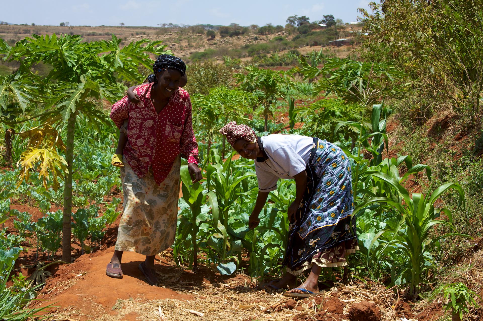 Kenya approves start of GM trials, Australian anti-GM trial finally ends, and other news