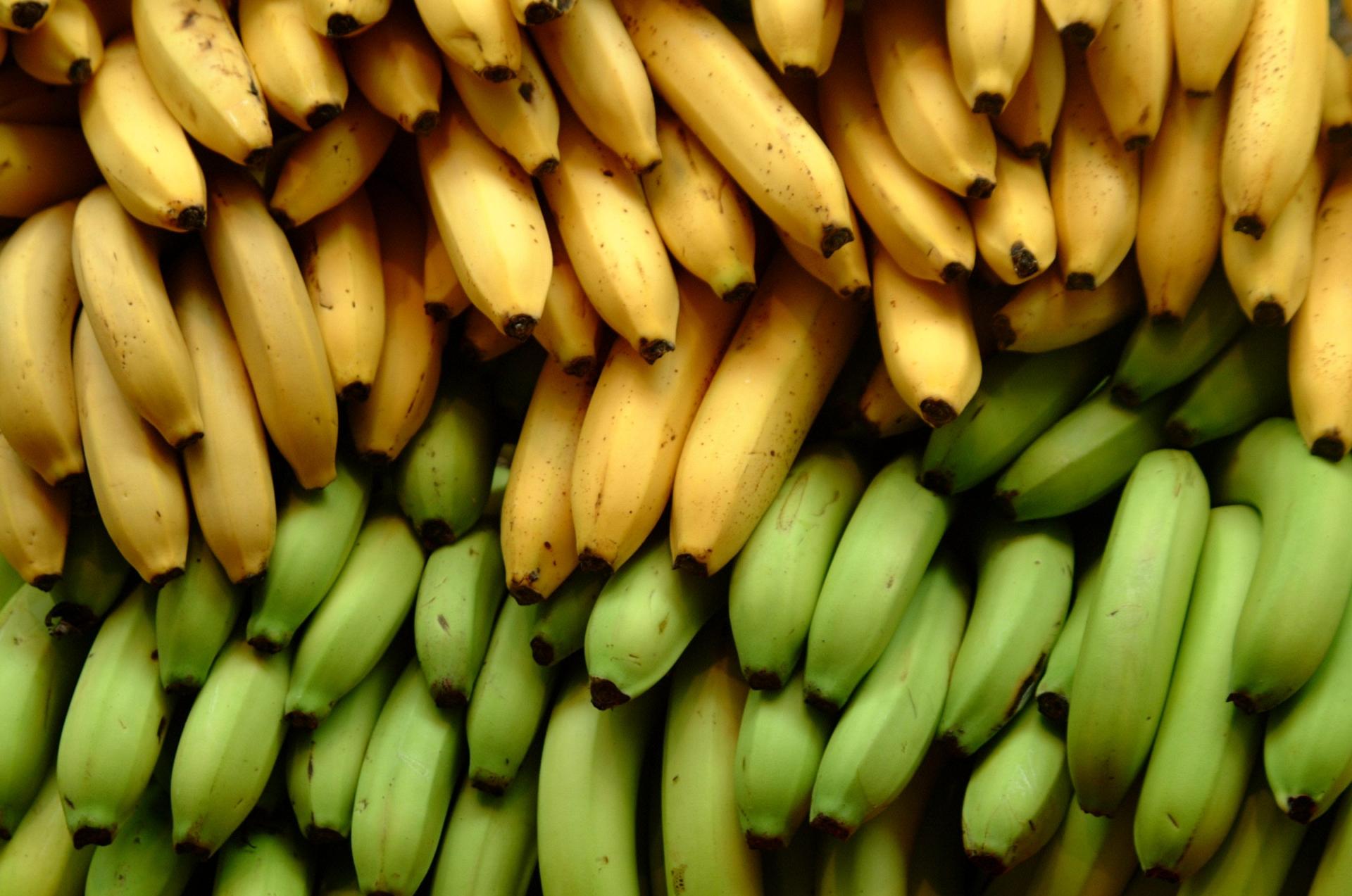 Export promotion raises farmers' returns