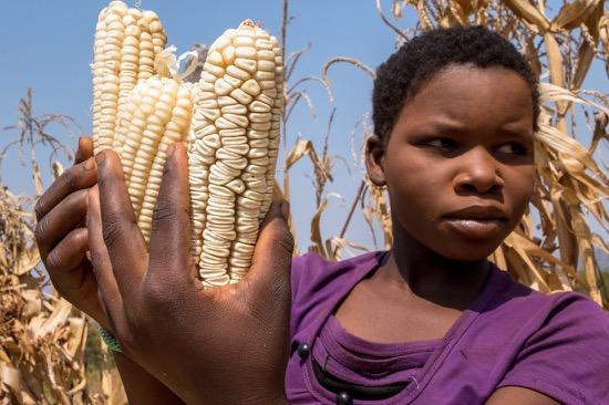 Zimbabwe’s Rejection of GMO Food Aid is a Humanitarian Outrage