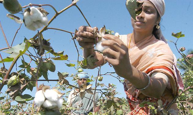 GM Crops Have Transformed My Life for the Better
