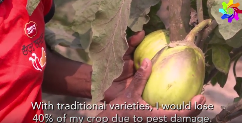 Video: Bt Brinjal in Bangladesh: Farmers' Perspectives