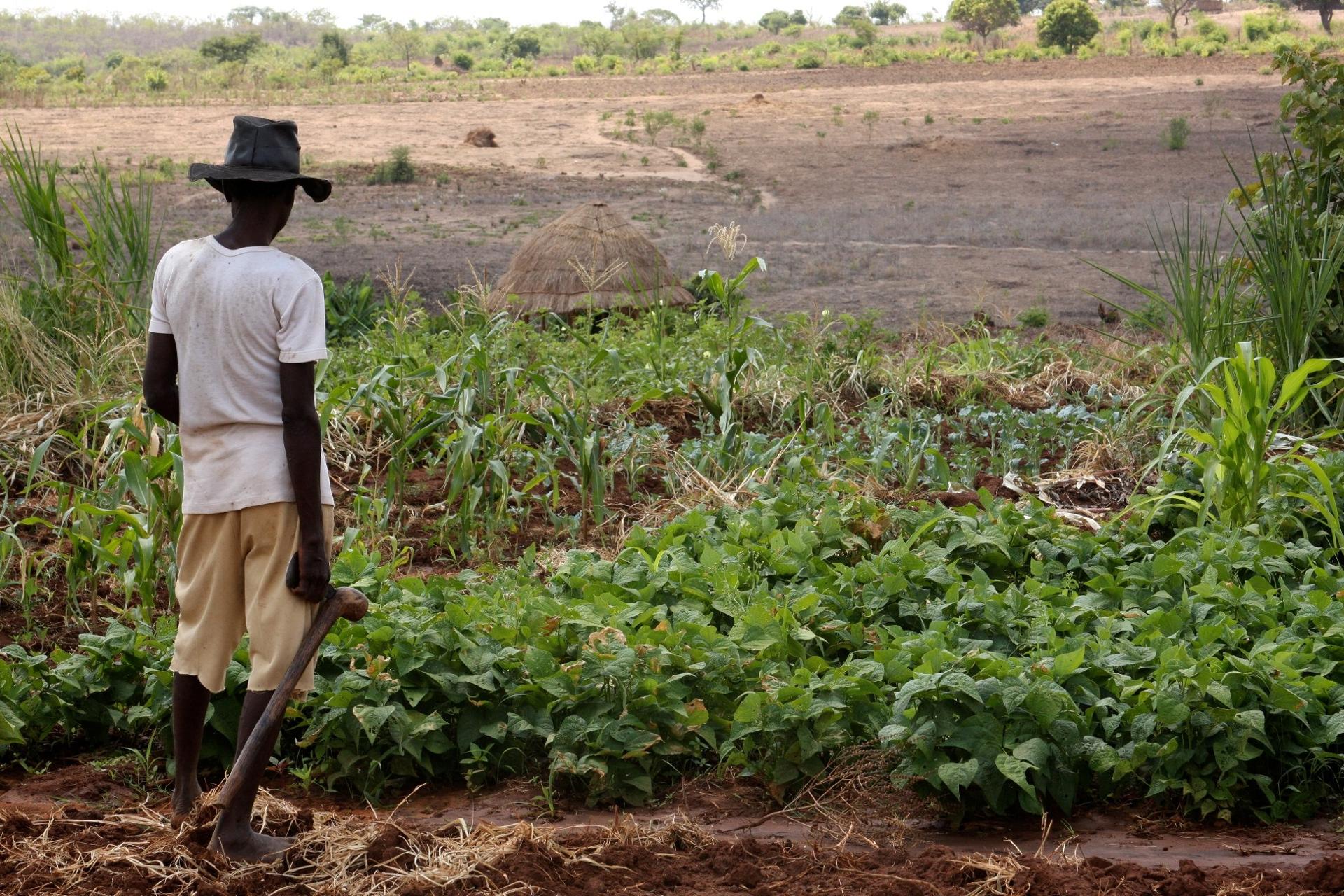 Open Letter to the EU Parliament from a Kenyan Farmer: Leave Africa Alone