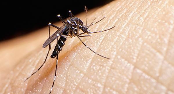 Zika is Coming