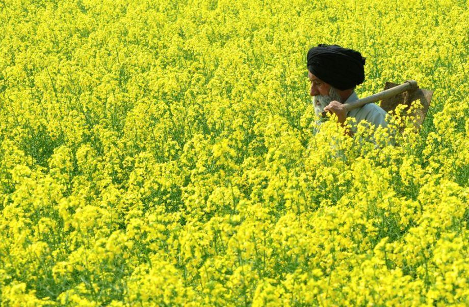 GM Crops Support Sustainable Farming in India