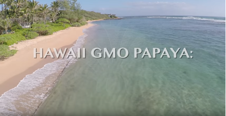 Hawaii GMO Papaya Real Solutions Real Lives (The Cornell Alliance for Science)