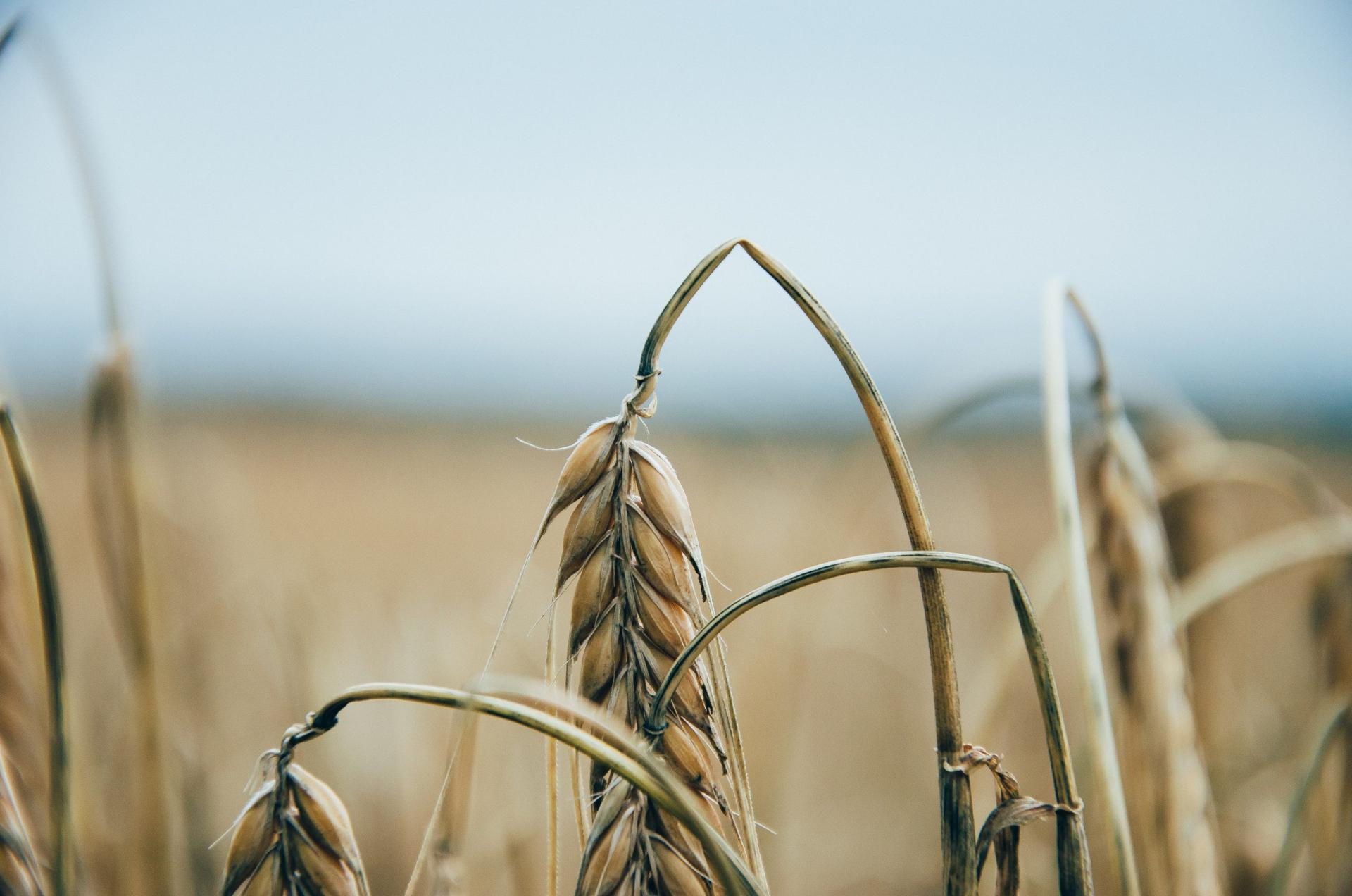 What's coming for agriculture? - news for week of Feb 6