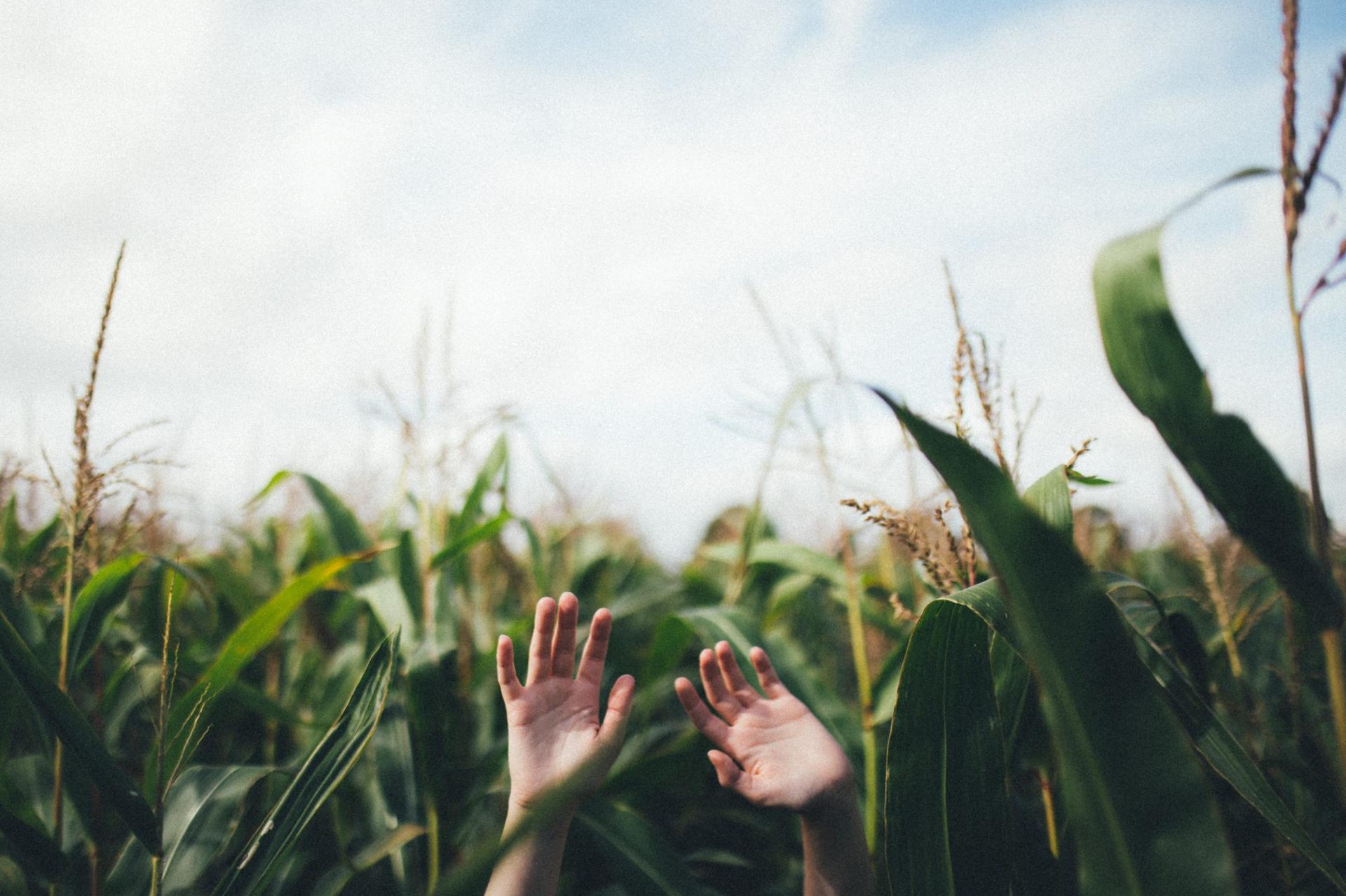 Time for Kenya Move Off the Brink and Lead with Agricultural Technology