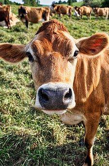 China GM import approvals, IARC shenanigans, and what comes from brown cows? - news for week of June 19