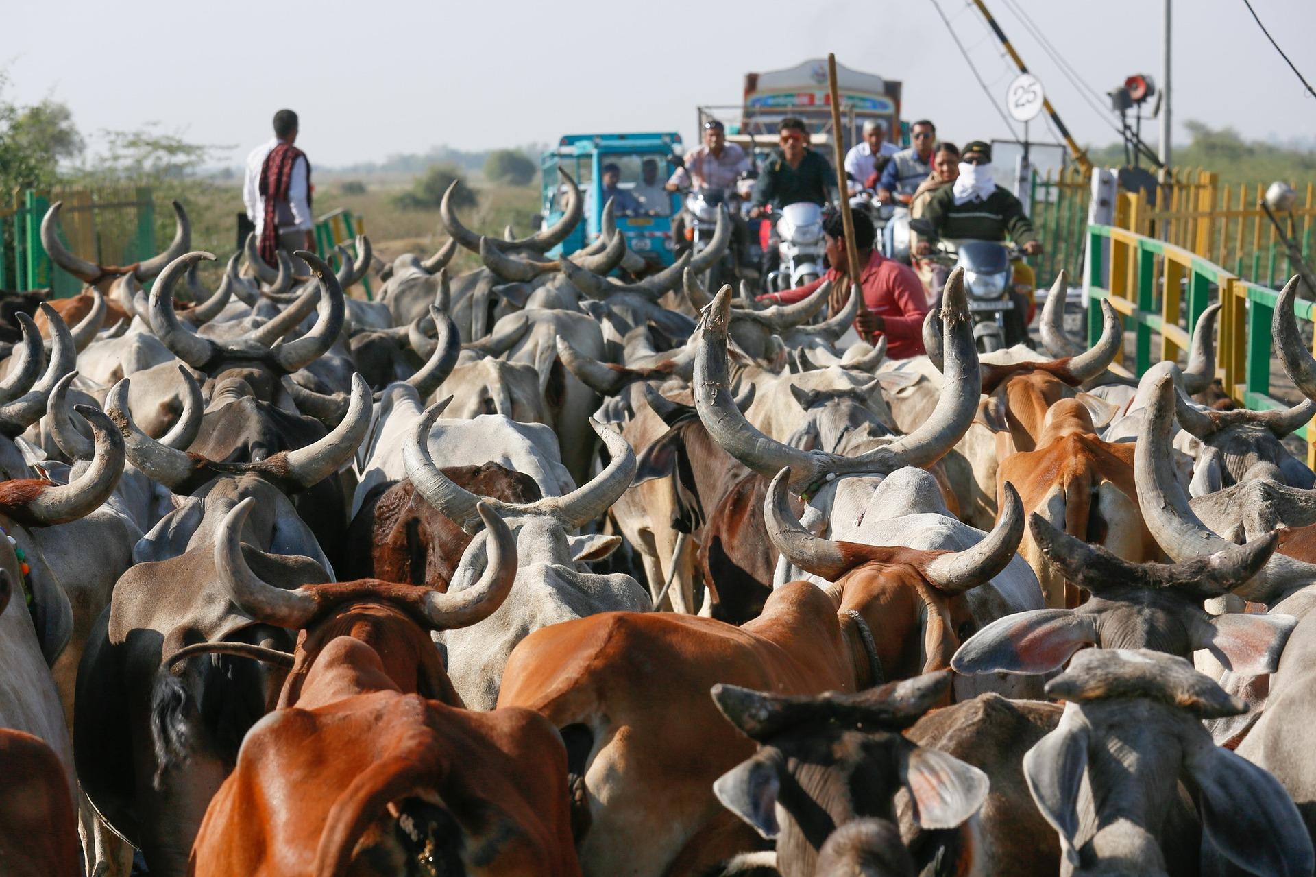 Infrastructure, beef in India, and trade - news for week of June 5