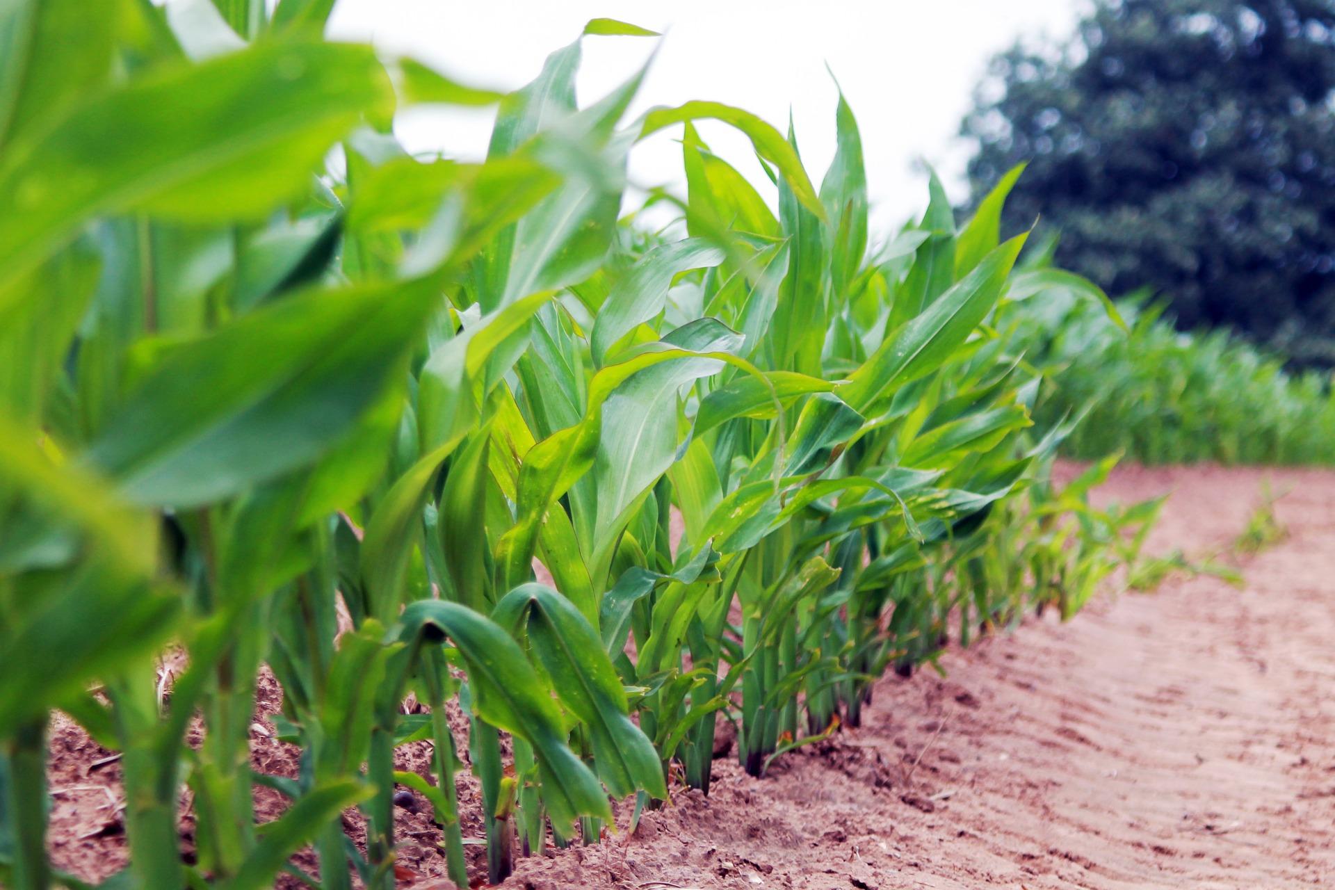 Better photosynthesis, poll says Americans support trade - news for week of Aug 14