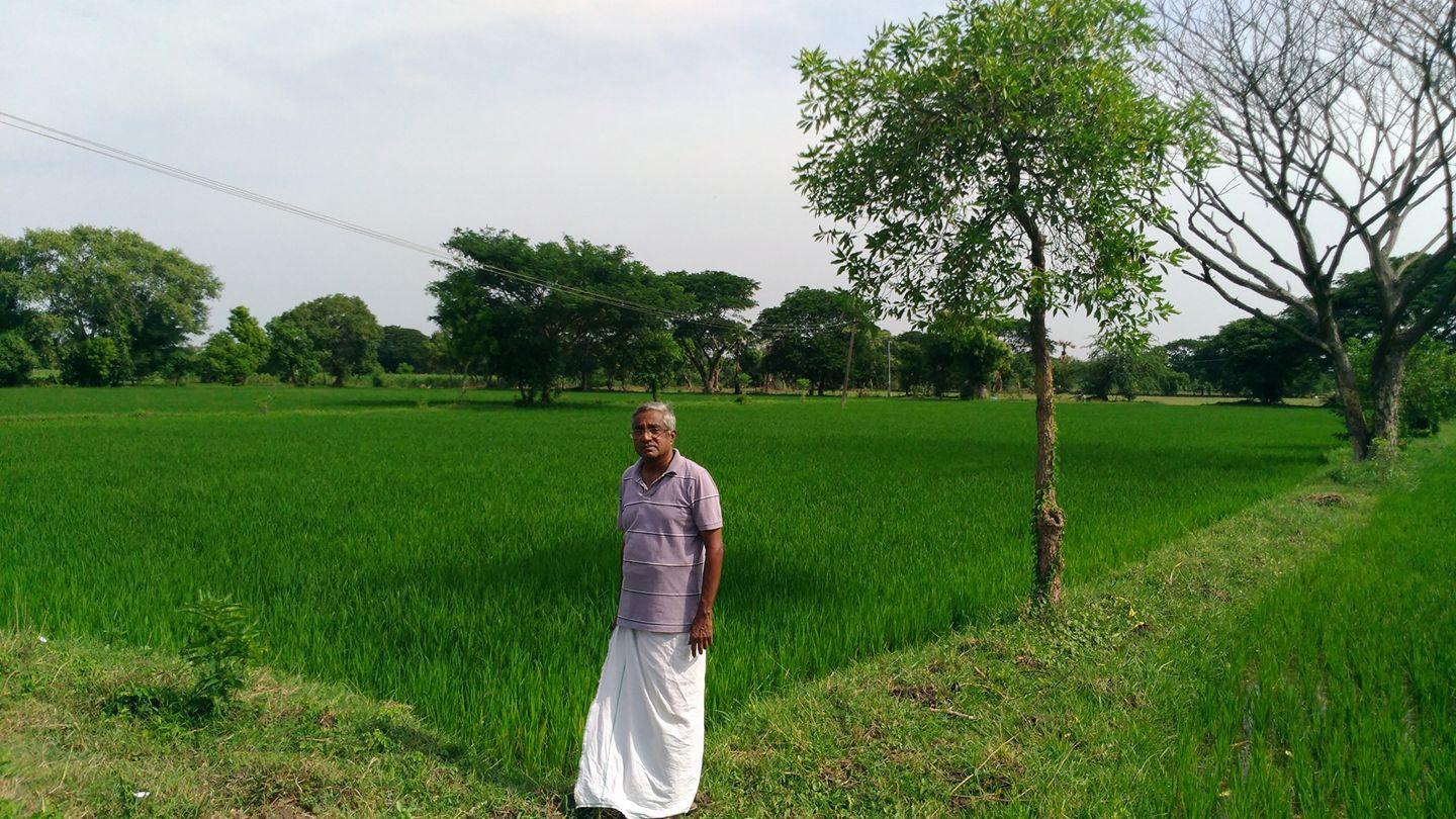 A new style of growing rice