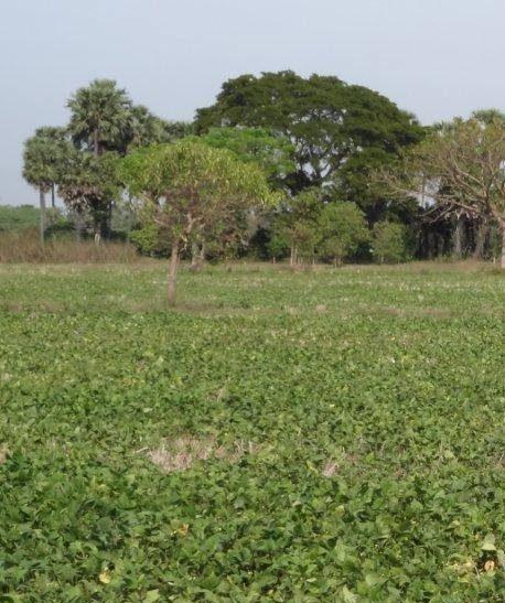 KUDOS TO THE GOVERNMENT OF KENYA: BT COTTON IS NOW A REALITY!