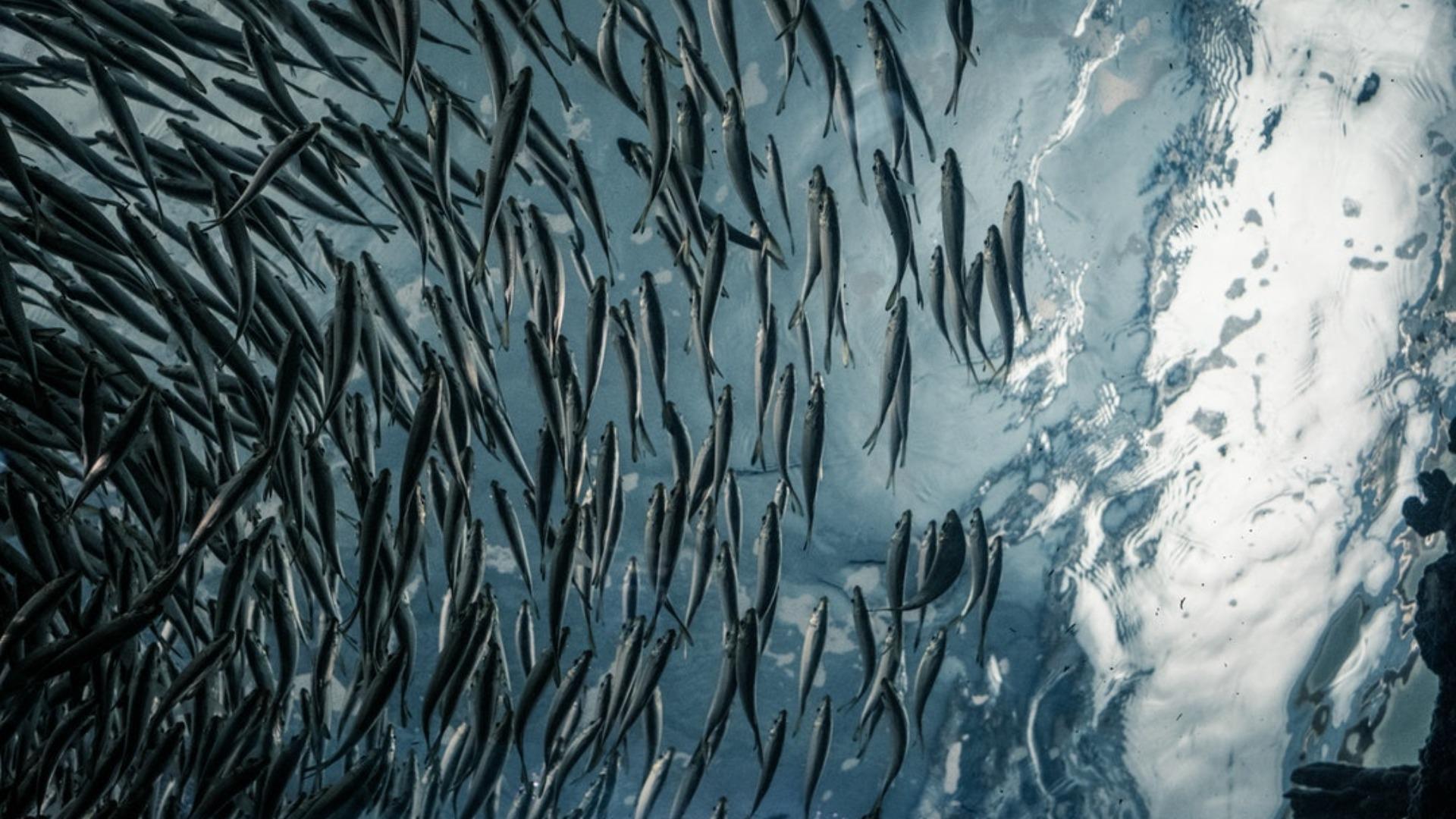 Trade, fish, consumers, making GMOs cool, and more- news for weeks of Feb 19 & 26