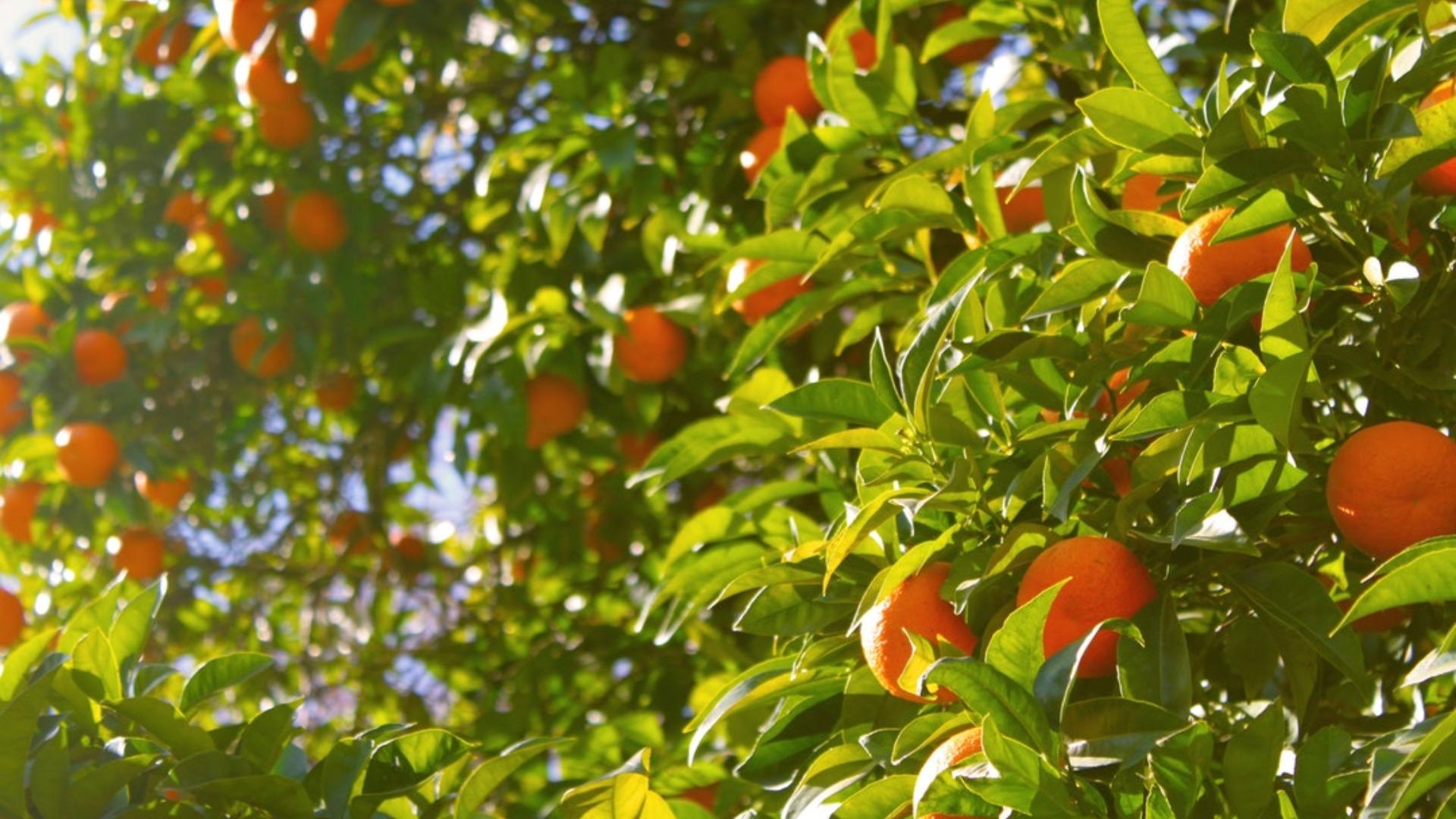 Video: "Saving The Orange"