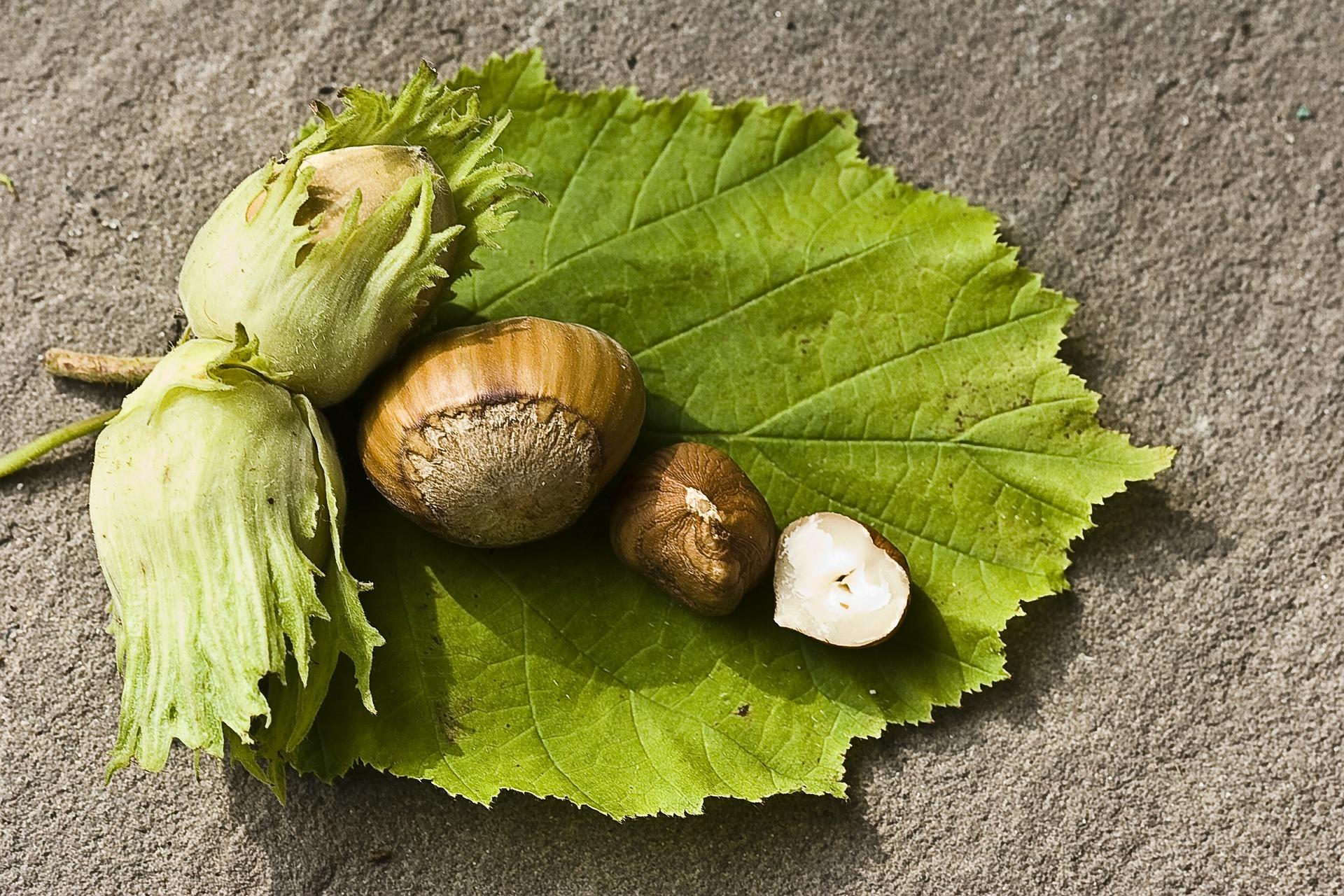 US East Coast Hazelnuts A Breeding Triumph