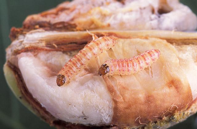 Innovative technology eradicates pink bollworm