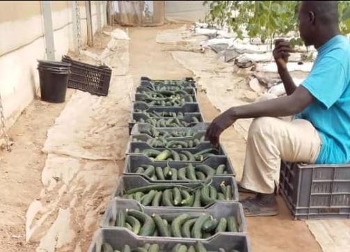 Mali: Farmer's Access to Capital Key to Food Security, Job Creation