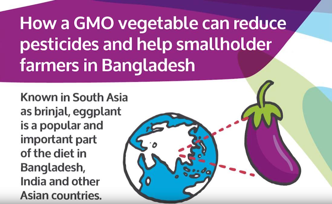 Video: Bt Eggplant provides multiple benefits