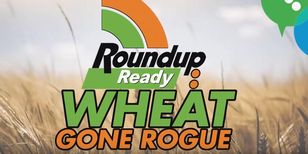 Video: "Roundup Ready: Wheat Gone Rogue"