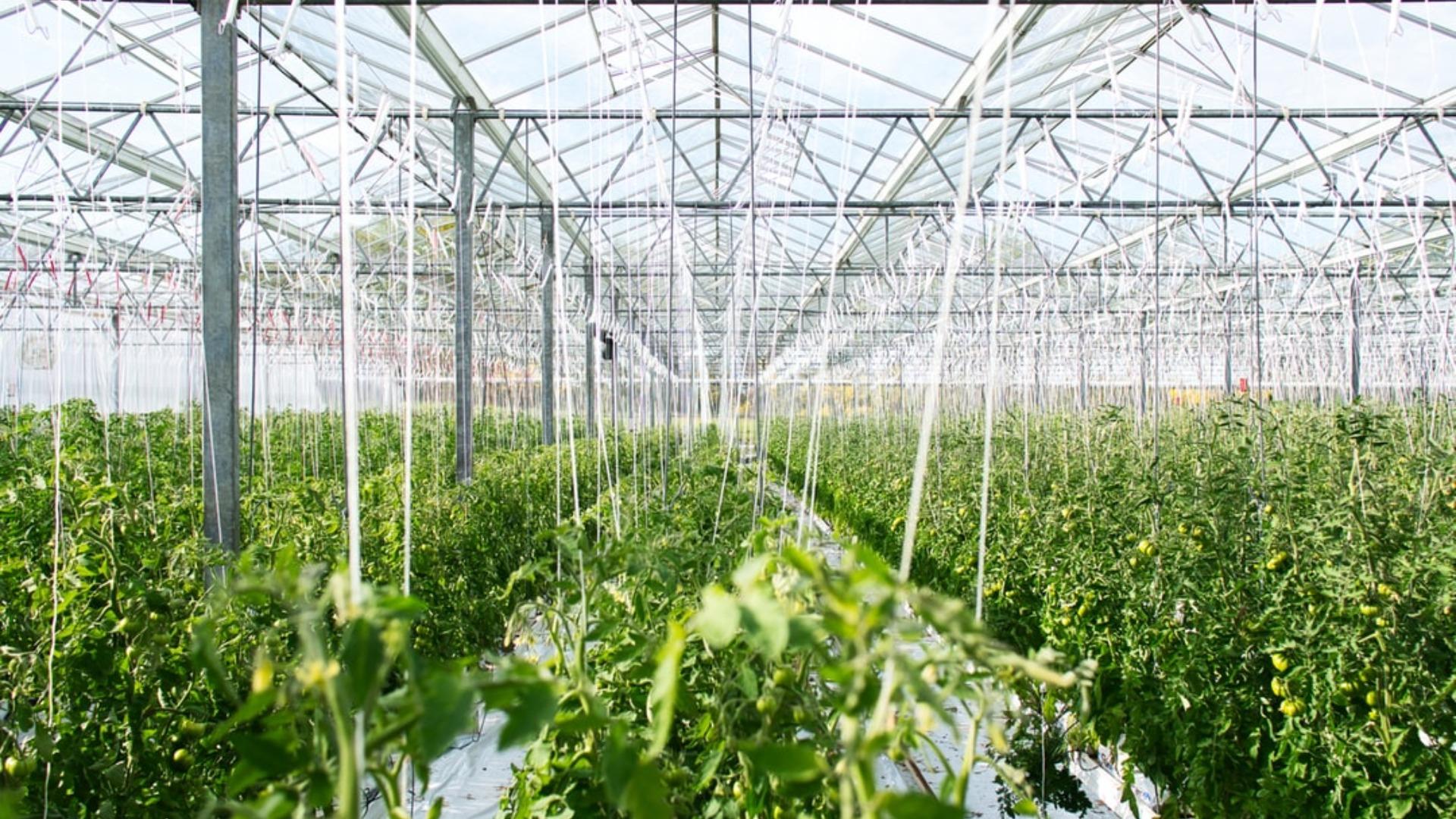News: China's Big Bet On Genome Edited Crops