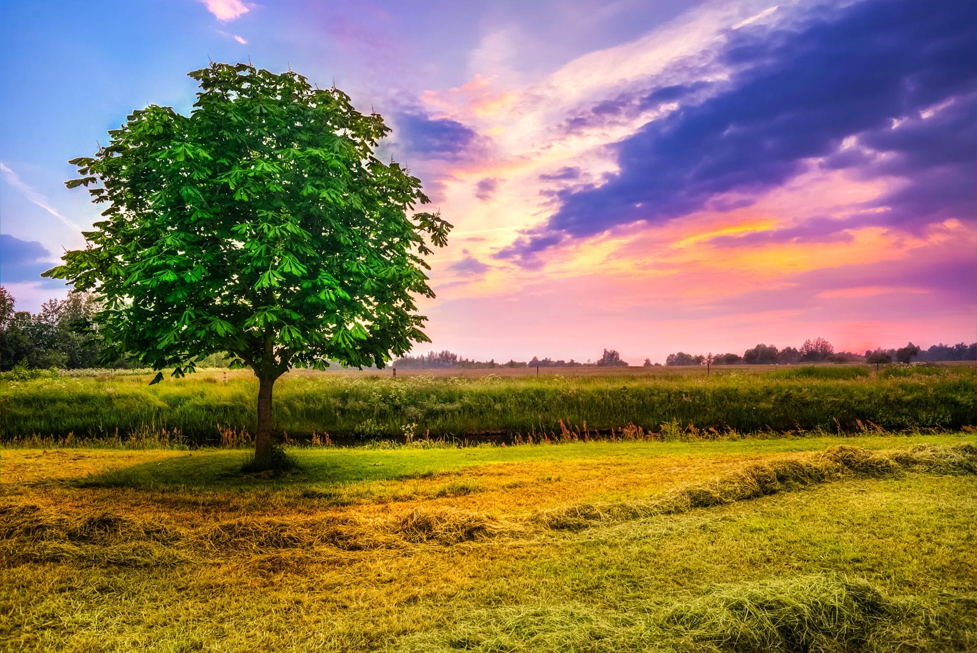 Science is Rescuing the Chestnut Tree