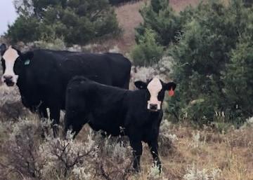 Facts shared in heartfelt response to Ellen Degeneres' anti-meat remarks