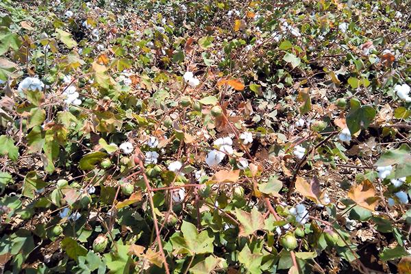 Accept technology for country's food security