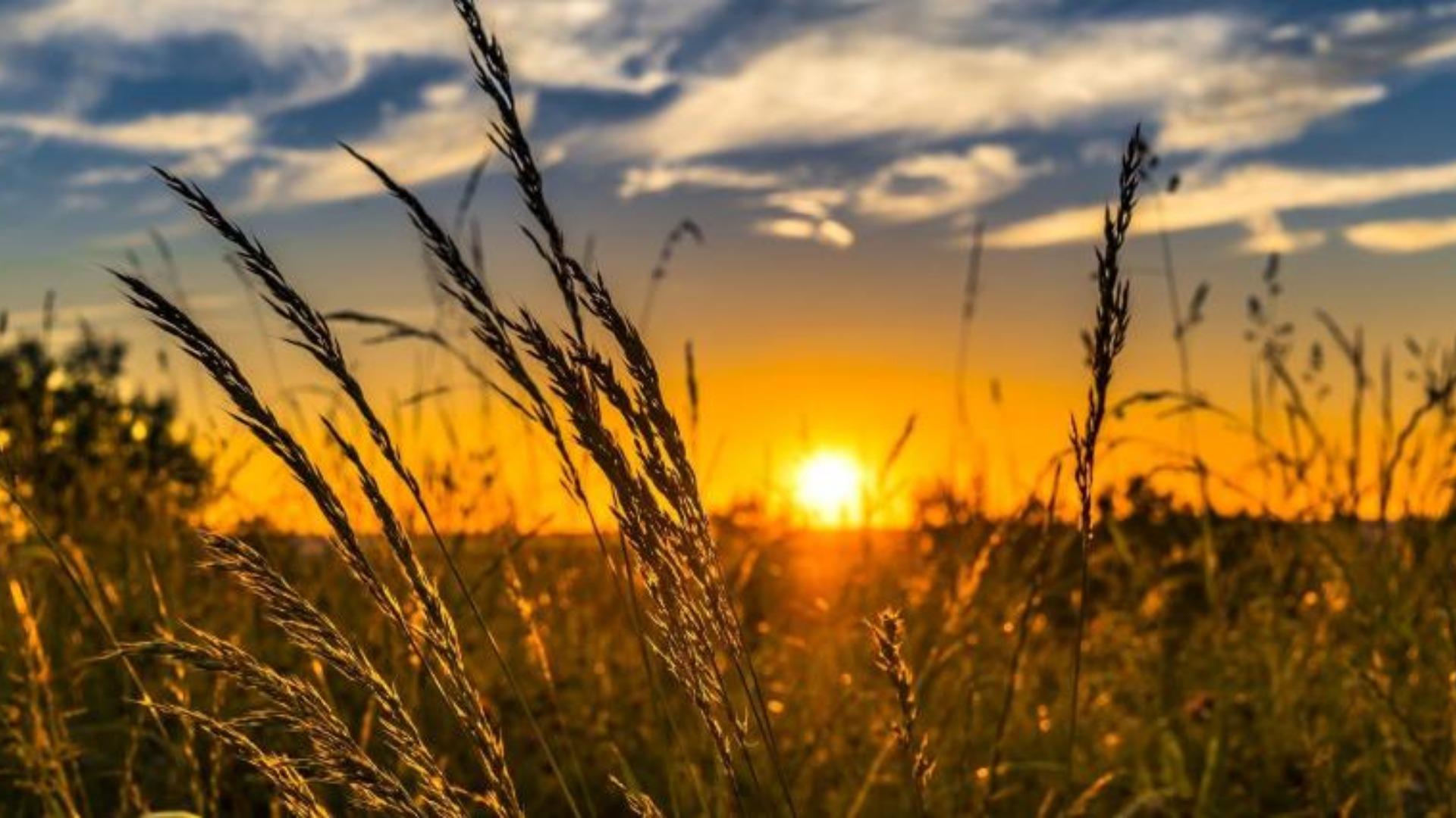 Agricultural strides: Consumer Packaged Goods companies take stake in the land